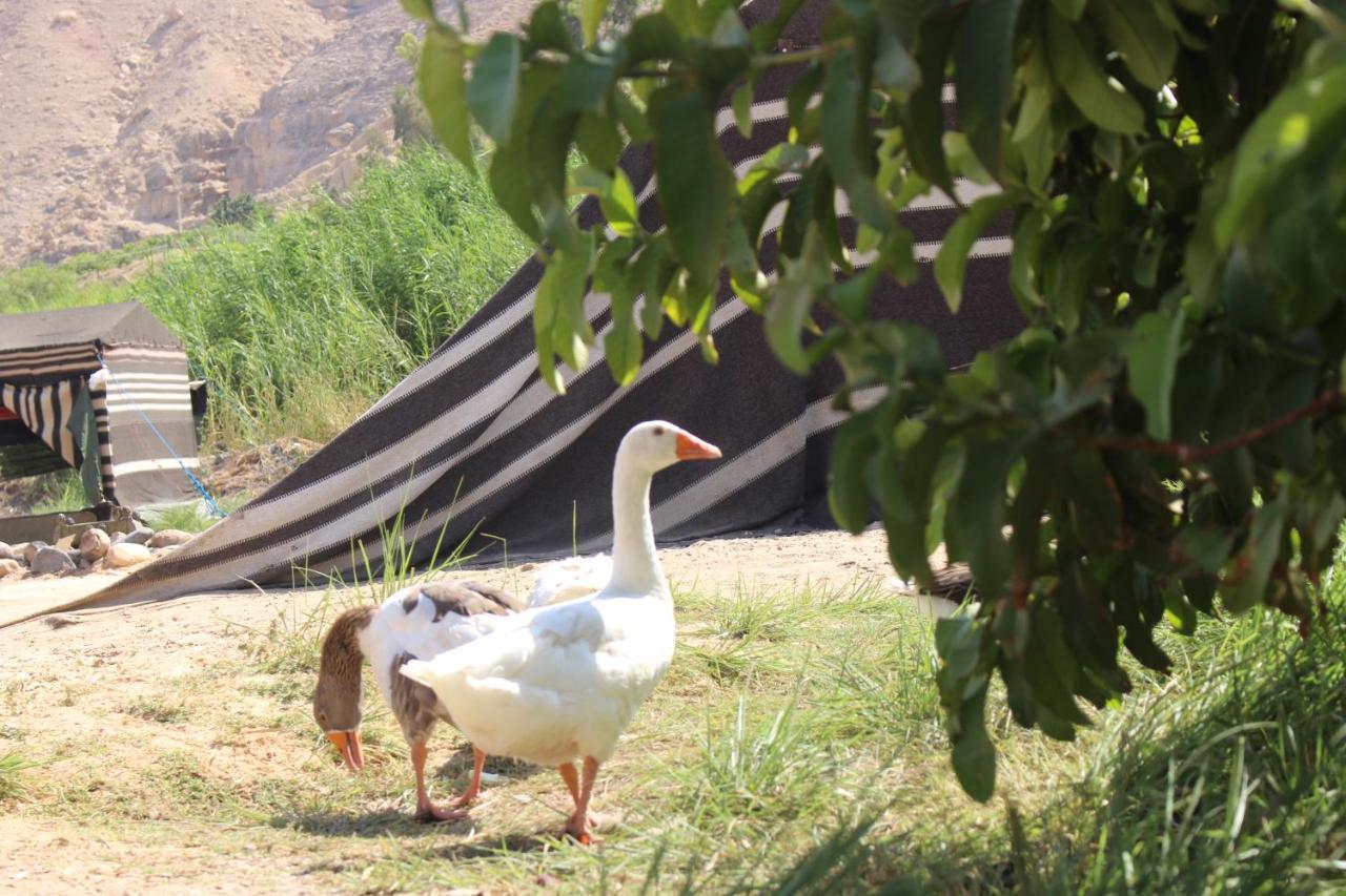 ホテル Wadi Al-Hassa Camp Khawkhah エクステリア 写真